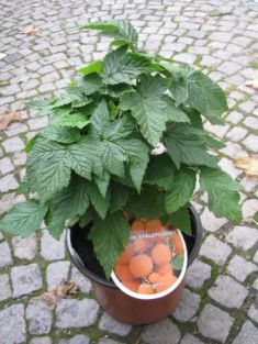 rubus idaeus "valentina" - maliník stáleplodící oranžovo-žlutý