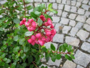 escallonia "red dream"