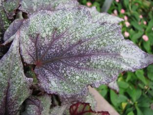 begonia "morning dew" - listová begonie