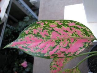 aglaonema commutatum "red po" - aglaonema proměnlivá