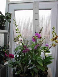 dendrobium hybrid č.10