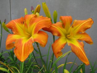 hemerocallis "carrick wildon" - denivka