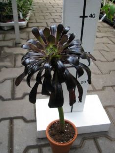 aeonium arboreum "nigrum" - eonium