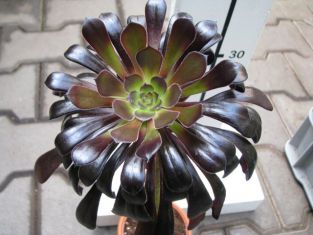 aeonium arboreum "nigrum"