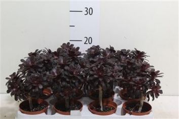 aeonium arboreum "nigrum"