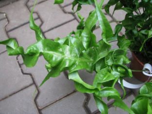 microsorum "green wave" - osladič