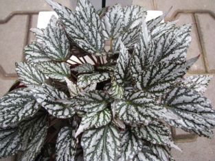 begonia "jolly silver" - listová begonie