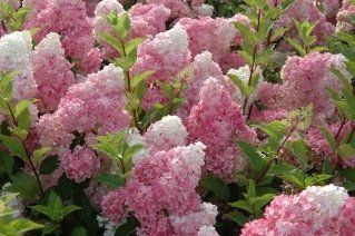 hydrangea paniculata " renhy / vanille fraise " - hortenzie latnatá