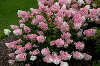 hydrangea paniculata " renhy / vanille fraise " - hortenzie latnatá