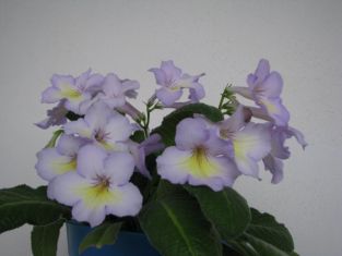 streptocarpus "victoria" - tořivka