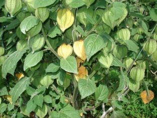 physalis peruviana