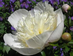paeonia lactiflora "duchesse de nemours" - pivoňka