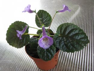 sinningia "flair"
