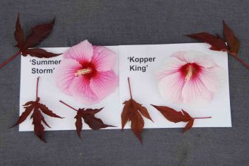 hibiscus moscheutos "summer storm" - ibišek bahenní