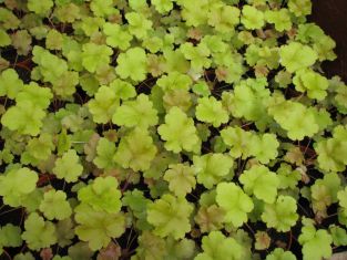 heuchera "amber wave" - dlužicha