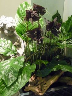 tacca chantrieri - taka