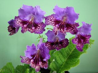 streptocarpus "geronimo"