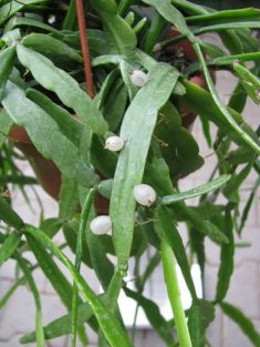 lepismium cruciforme
