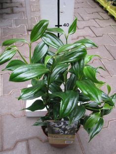 medinilla magnifica "tresor"