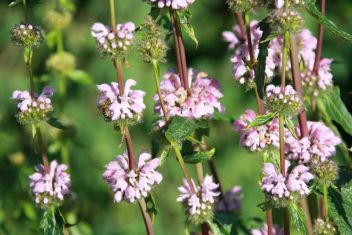 phlomis tuberosa "amazone"
