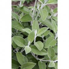 salvia discolor