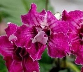 streptocarpus "jaroslavskije zori"