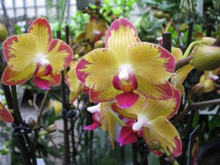 phalaenopsis "papagayo"