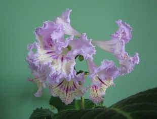 streptocarpus "renia"
