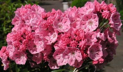 Kalmia latifolia "ewa" - kalmie