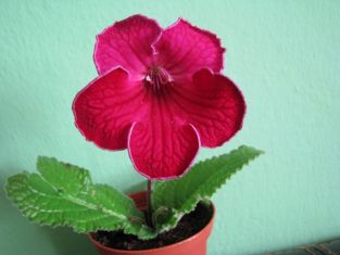 streptocarpus "margarita mladý květ"