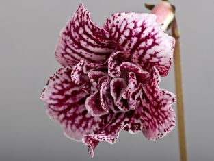 streptocarpus "hawaiian party"