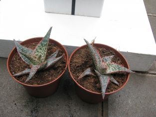 aloe "starfish"