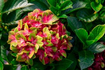 Hydrangea macr. "schloss wackerbarth saxon ®"