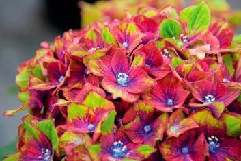 hydrangea macr. " schloss wackerbarth SAXON ®"