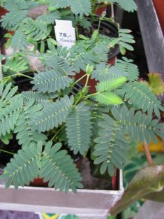 mimosa pudica