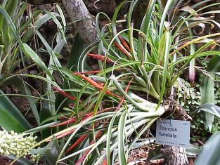 tillandsia flabellata