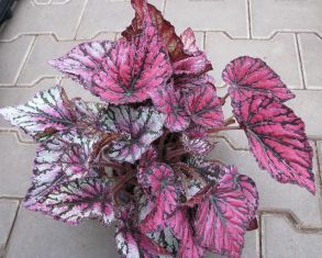 Begonia "ushuaia"