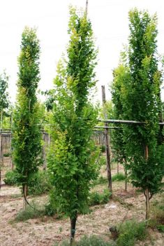 koelreuteria paniculata " fascigiata" - svítel latnatý