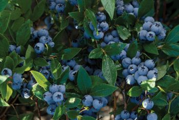 vaccinium corymbosum
