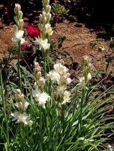 polianthes tuberosa "the pearl"