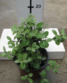 pittosporum " tom thumb"