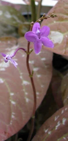 pseuderanthemum alatum