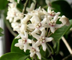 hoya australis albomarginata