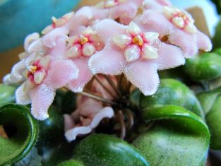 hoya carnosa "krinkle kurl"