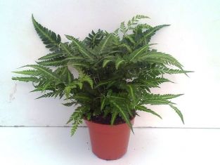 rumohra adianthiformis variegata