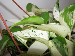 epipremnum "marble queen"