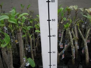 plumeria "KLS orange"