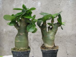 adenium obesum