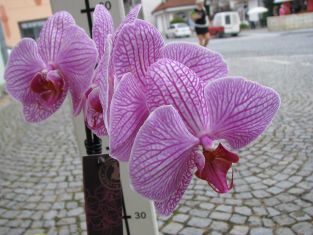 phalaenopsis "sogo vivien variegata"