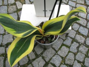 phalaenopsis "sogo vivien variegata"